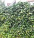 Hedera Hibernica / Lierre D'Irlande