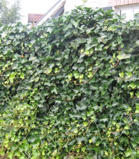 Hedera Hibernica / Lierre D'Irlande
