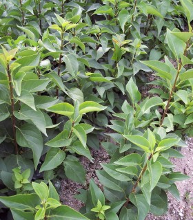 Syringa Vulgaris / Lilas Commun