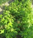 Liquidambar Styraciflua
