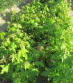 Liquidambar Styraciflua