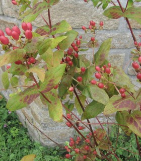 Lonicera Xylosteum