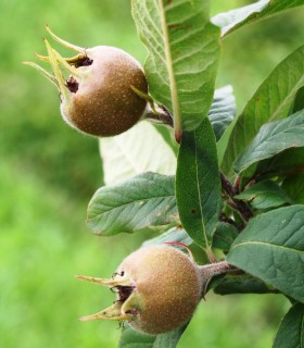 Mespilus Germanica / Neflier