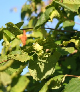 Corylus À Gros Fruits Longs / Noisetier à Gros Fruits Longs