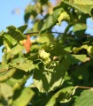 Corylus À Gros Fruits Longs / Noisetier à Gros Fruits Longs