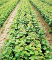 Corylus Avellana / Noisetier Commun