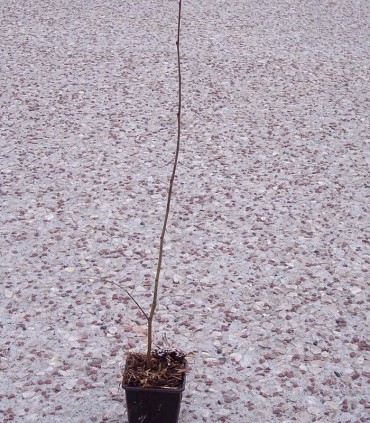 Ulmus Lutece® Nanguen / Orme Lutece® Nanguen