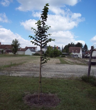 Ulmus Lutece® Nanguen / Orme Lutece® Nanguen
