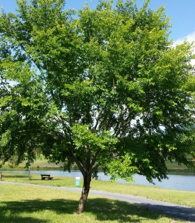 Ulmus Resista® Sapporo Gold 2 / Orme Resista® Sapporo Gold 2
