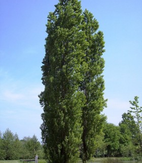 Populus Nigra Italica / Peuplier Noir D'Italie