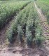 Pyrus Communis / Poirier Franc