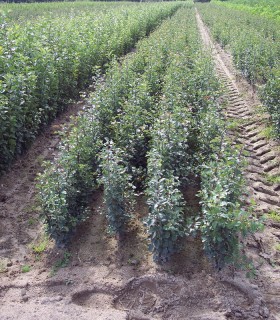 Pyrus Communis / Poirier Franc