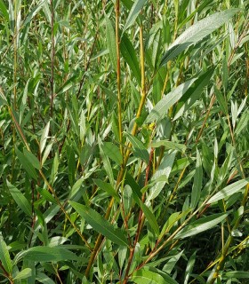 Salix Alba / Saule Blanc