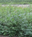 Sorbus Aucuparia / Sorbier Des Oiseaux