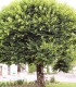 Tilia Platyphyllos / Tilleul de Hollande