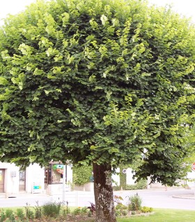 Tilia Platyphyllos / Tilleul de Hollande