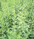 Ligustrum Vulgare / Troene Des Bois