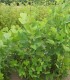 Liriodendron Tulipifera / Tulipier