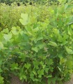 Liriodendron Tulipifera / Tulipier