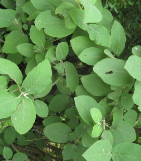 Viburnum Lantana / Viorne Lantane