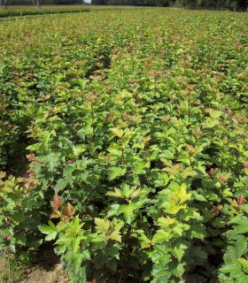 Viburnum Opulus / Viorne Obier