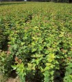 Viburnum Opulus / Viorne Obier