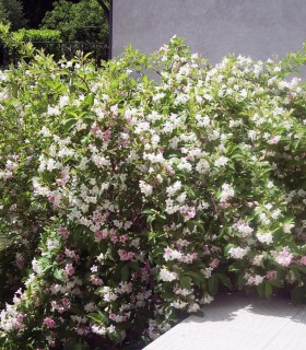 Weigela Rosea