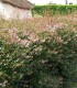 Haie Abelia  Kit 10 M