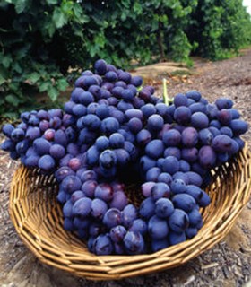 Vigne de Table Muscat de Hambourg