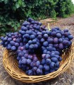 Vigne de Table Muscat de Hambourg