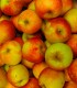 Pommier Reine Des Reinettes