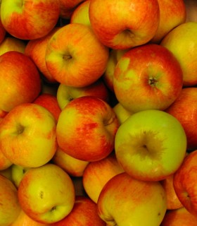Pommier Reine Des Reinettes