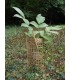 ECO PROTECT PLANT