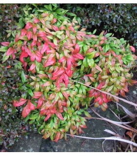 Nandina Domestica Fire Power