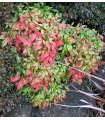 Nandina domestica Fire Power
