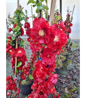 Chaenomeles speciosa Rubra / Cognassier du Japon Speciosa Rubra