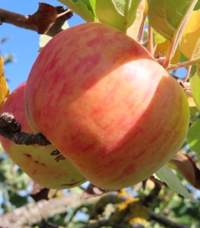 Pommier Belle Fille de L'Indre