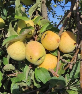 Pommier Reinette Dorée de L'Indre