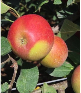 Pommier Rouge D'Automne