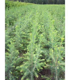 Picea Abies Origine Forestière / Epicea Commun plantations forestières