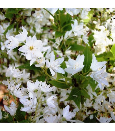 Deutzia Gracilis Nikko