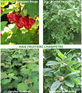 Haie Fruitiere Champetre Kit de 10M Ou 25M