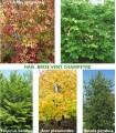 Haie Brise-Vent Kit 25 M