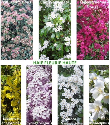 Haie Fleurie Haute  Kit 25 M