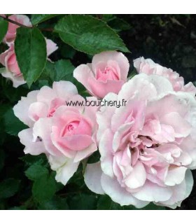 Rosier Paysager Bonica 82®