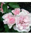 Rosier Paysager Bonica 82®