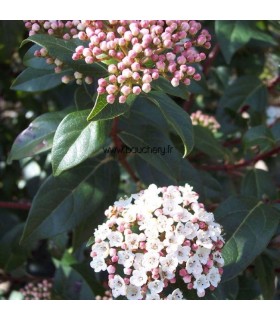 VIBURNUM tinus / LAURIER TIN