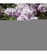 SYRINGA vulgaris Belle de Nancy / LILAS BELLE DE NANCY
