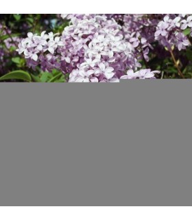 SYRINGA vulgaris Belle de Nancy / LILAS BELLE DE NANCY
