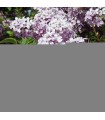 Syringa Vulgaris Belle de Nancy / Lilas Belle de Nancy